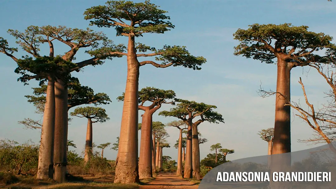 bestseller-Adansonia-grandidieri-quinta-dos-ouriques