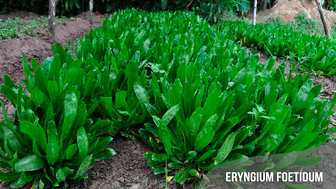 bestseller-Eryngium-foetidum-quinta-dos-ouriques