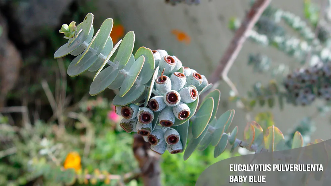 bestseller-Eucalyptus-pulverulenta-Baby-Blue-quinta-dos-ouriques