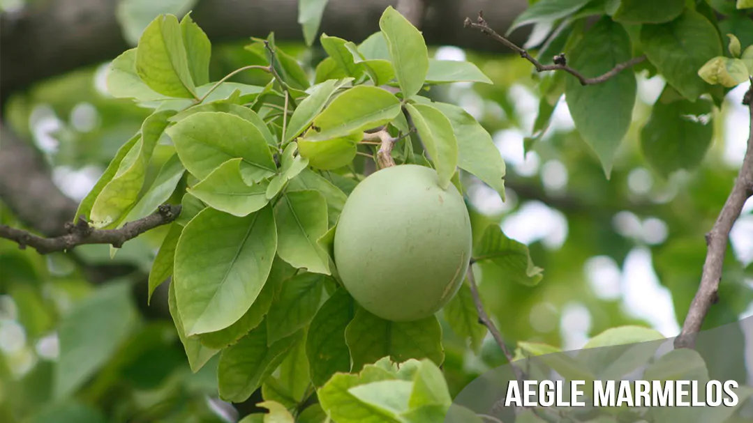 best-seller-aegle-marmelos-quinta-dos-ouriques