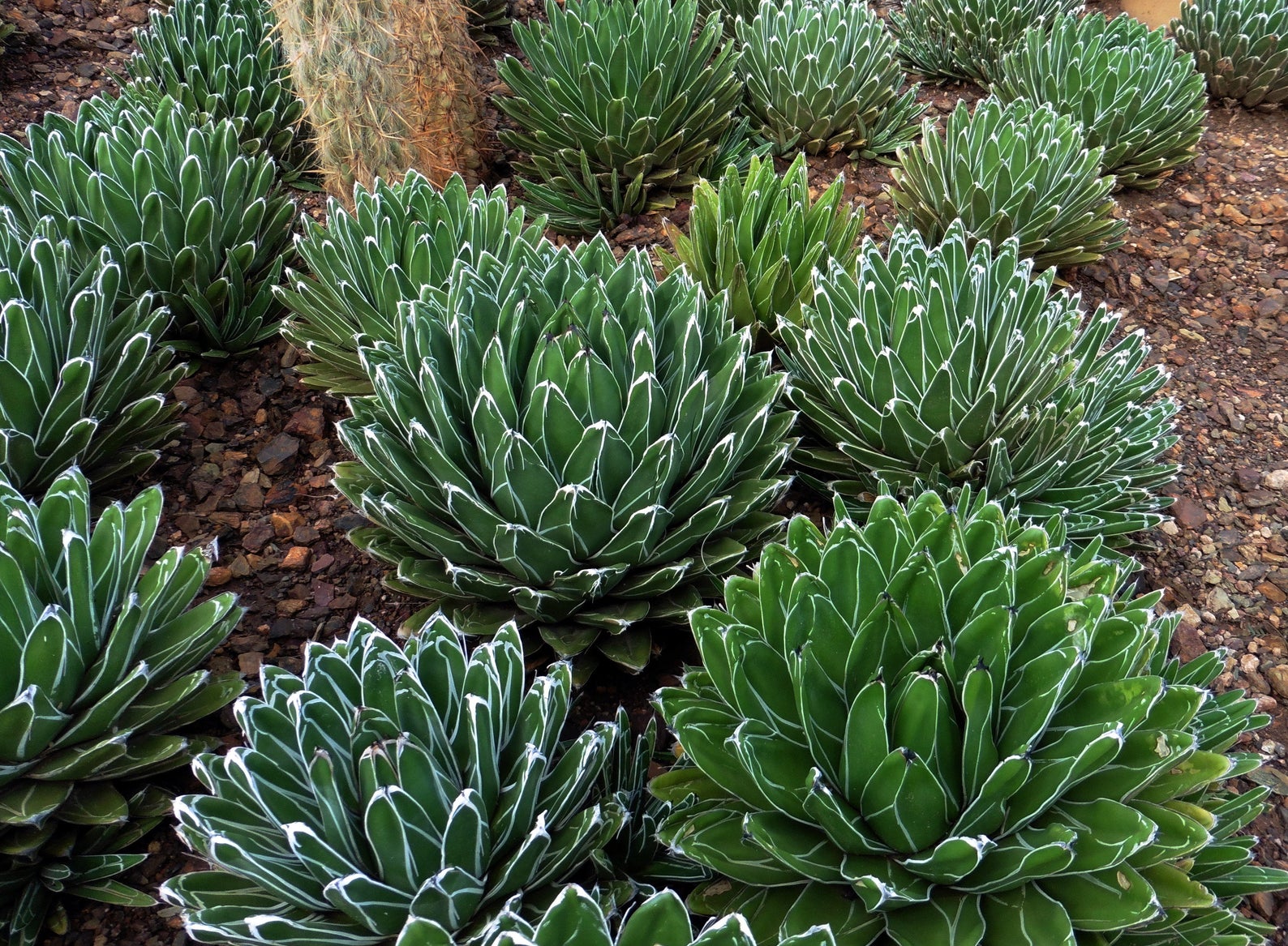 Agave Victoriae reginae Subsp Victoriae reginae Queen Victoria Agave highchair-stylish-practical-black-twistshake