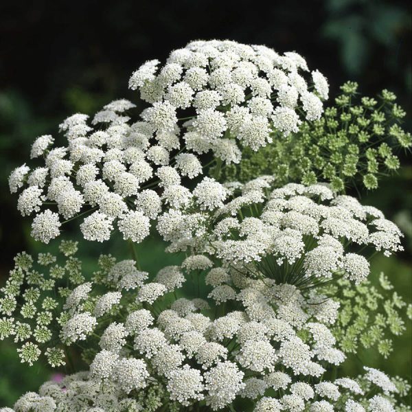 Ammi Majus Flower, Laceflower Quinta dos Ouriques