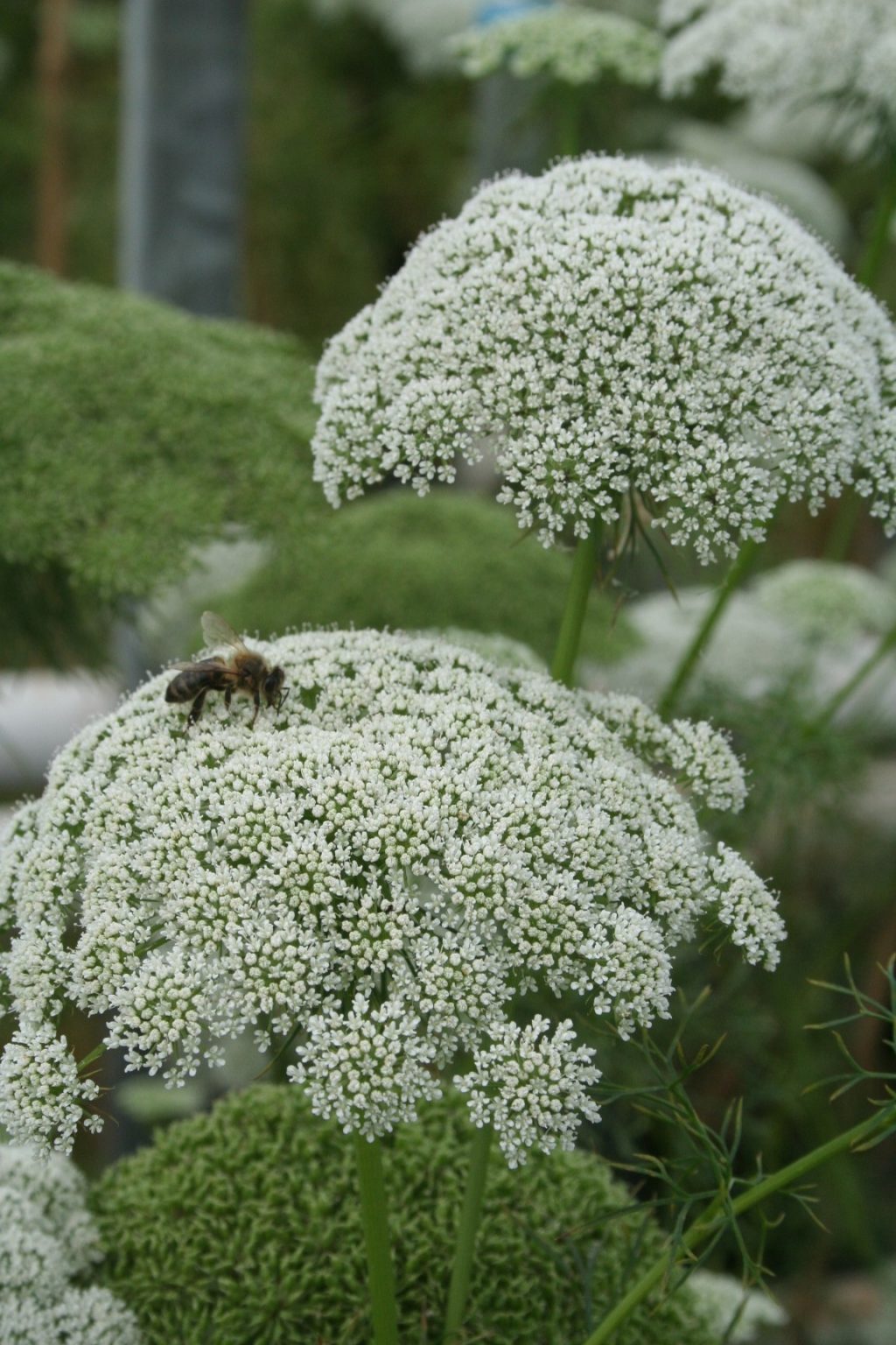 Ammi Majus Flower, Laceflower Quinta dos Ouriques