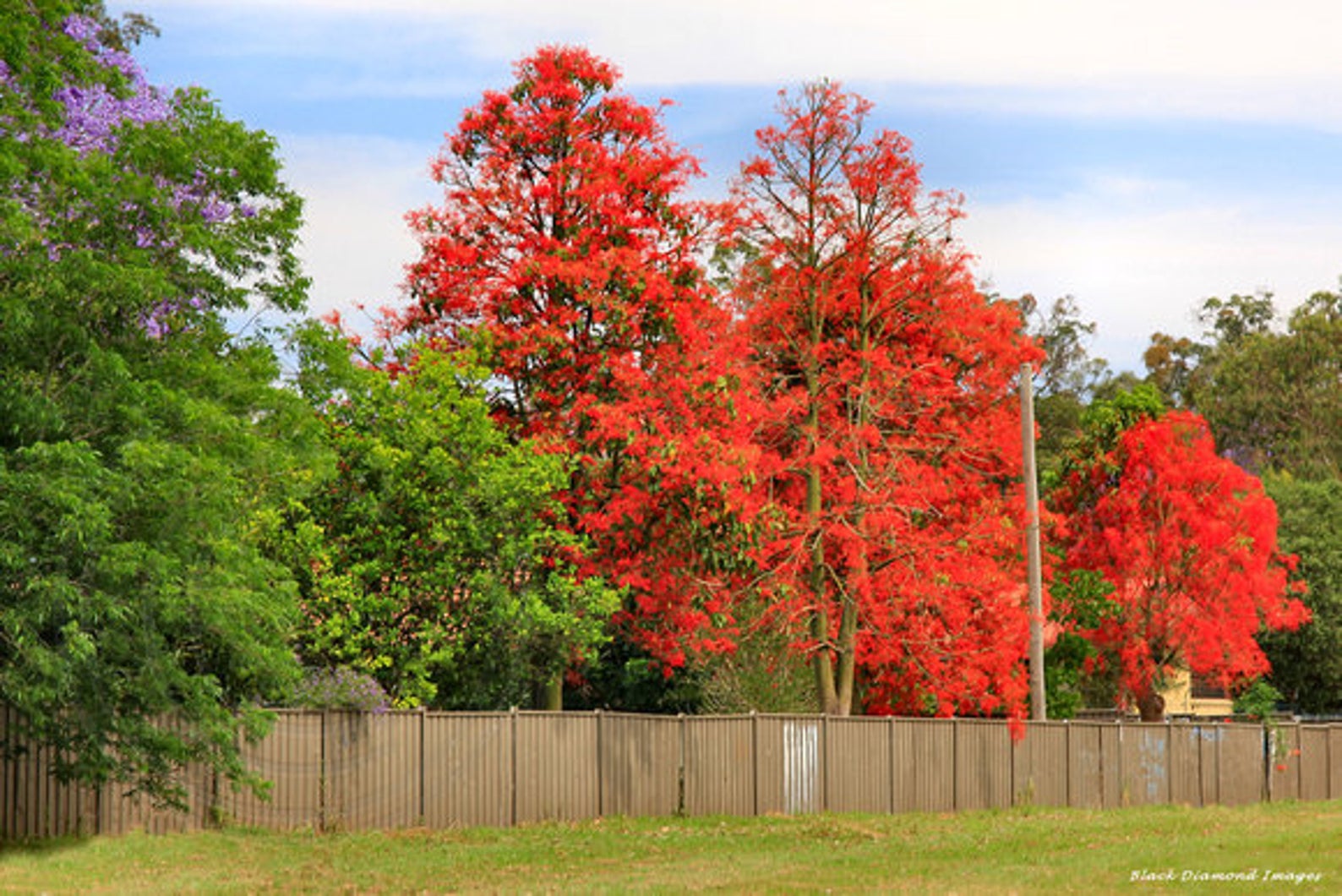 Brachychiton acerifolius Illawarra Flame Tree Quinta dos Ouriques