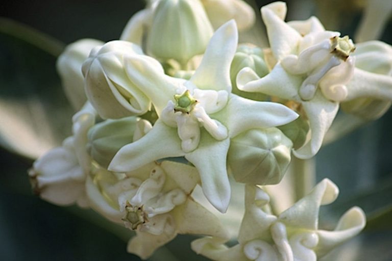 Common milkweed Calotropis gigantea white – Giant Milkweed, Crown Flower – Quinta dos Ouriques