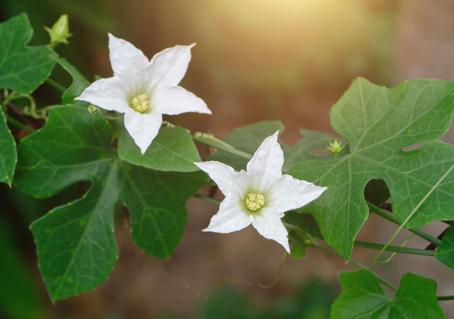 Coccinia grandis – Ivy Gourd – Quinta dos Ouriques