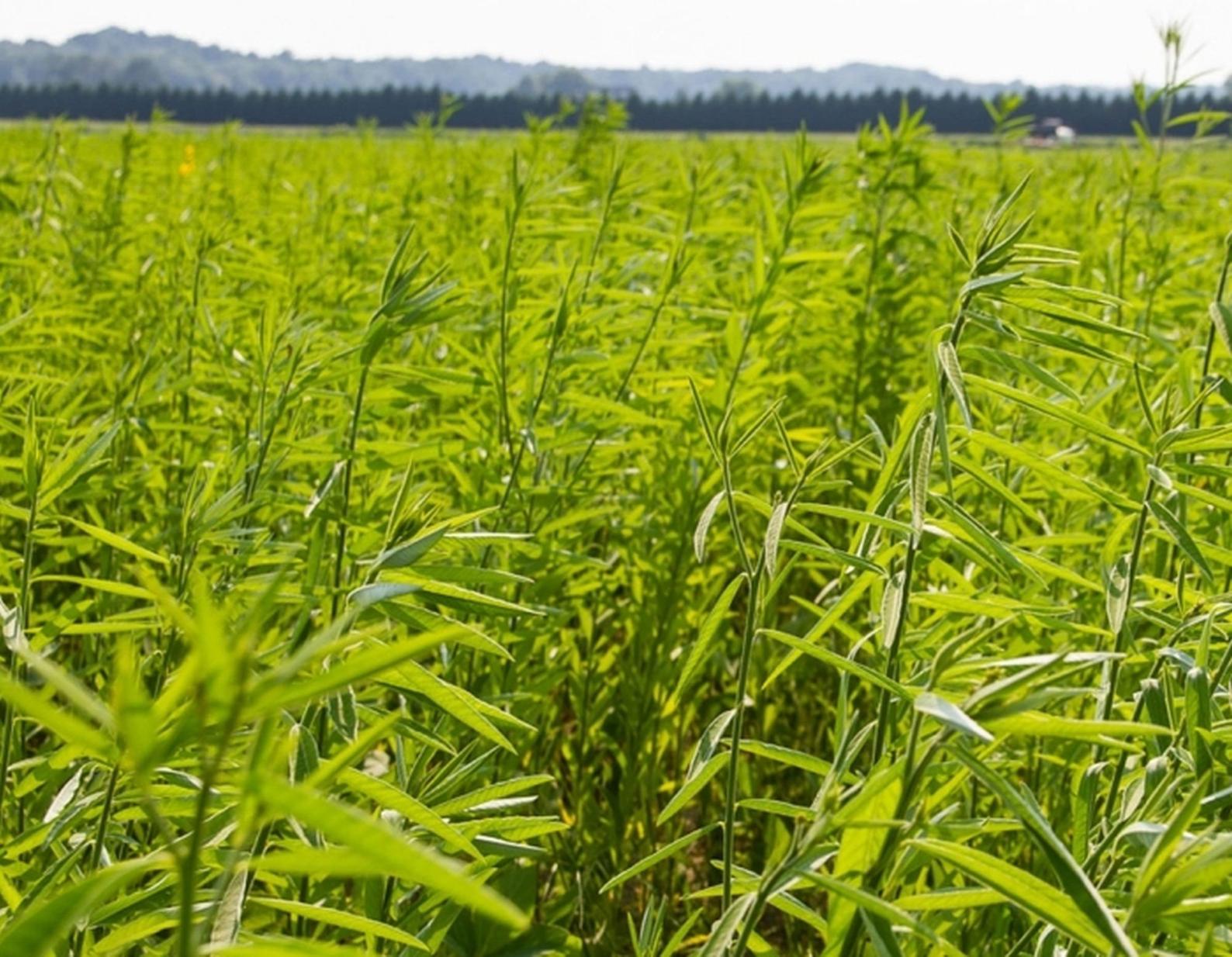 Crotalaria juncea Indian Hemp Quinta dos Ouriques