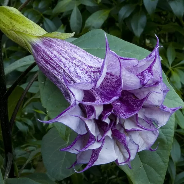 Datura metel ‘Purple’ Devils Trumpet, Angel Of The Trumpet, Sacred Plant Quinta dos Ouriques