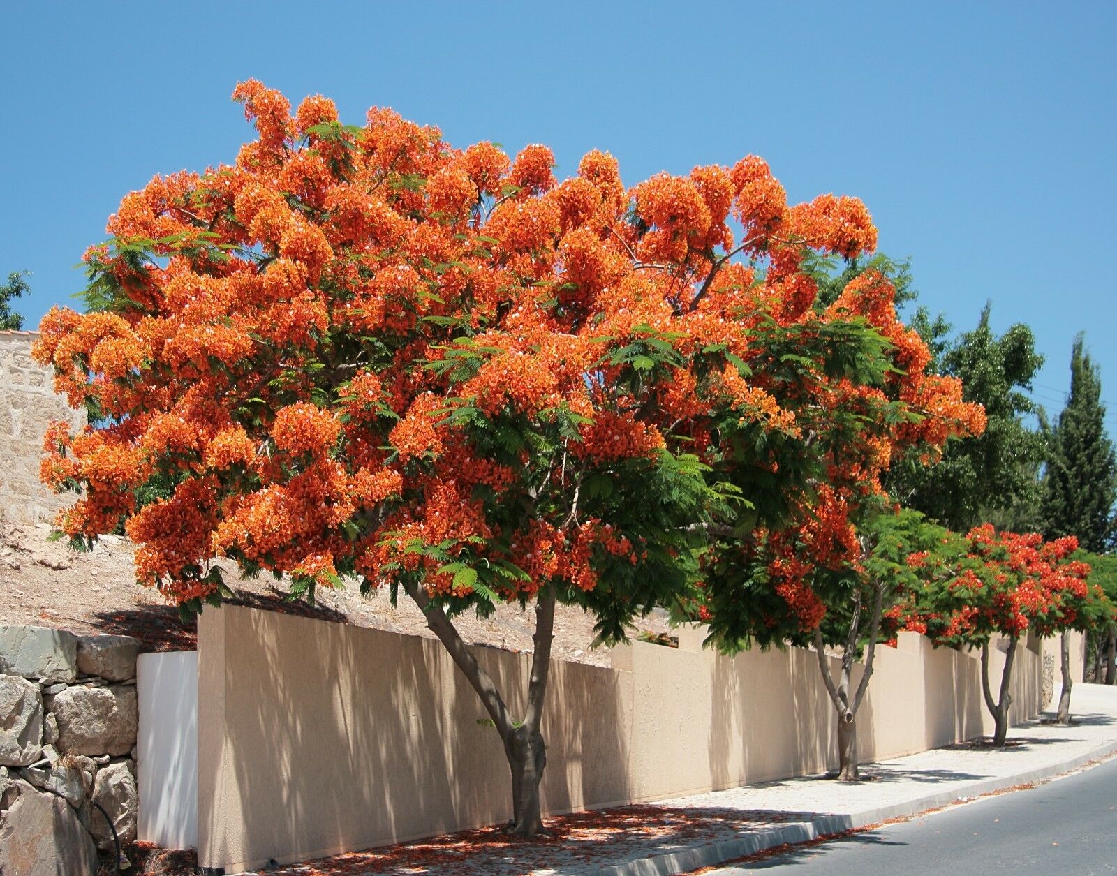 Delonix regia – Flamboyant, Royal Poinciana – Quinta dos Ouriques