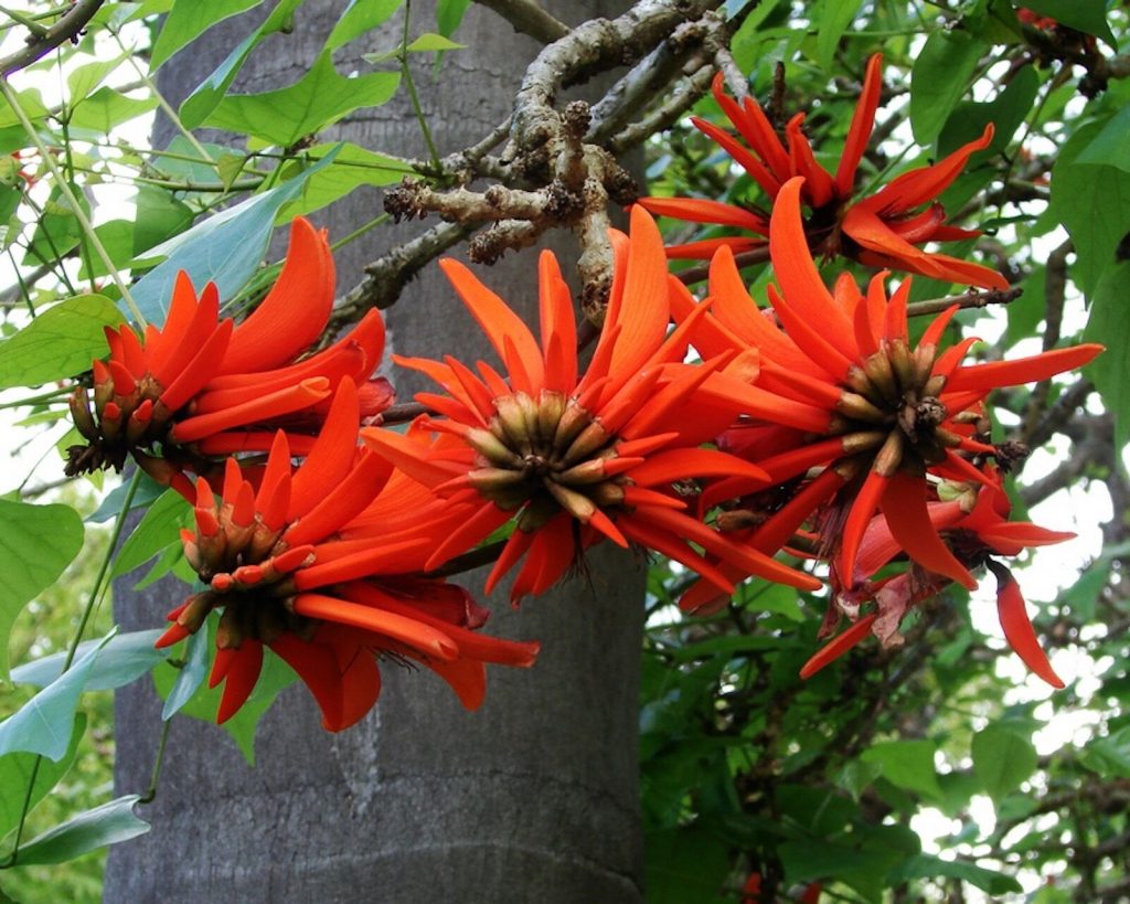 Erythrina lysistemon Common Coral Tree Quinta dos Ouriques