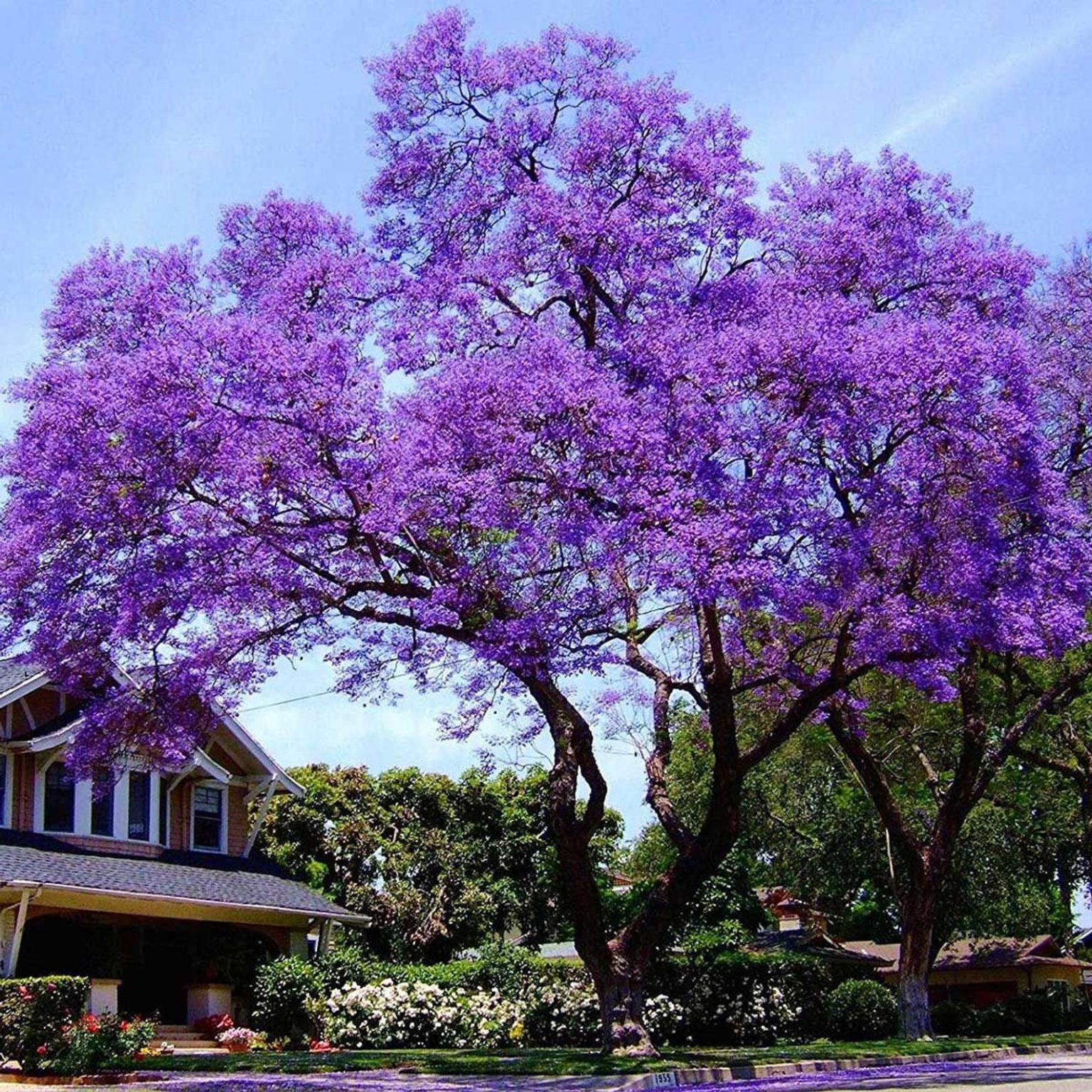 Paulownia elongata Pink Empress Tree Quinta dos Ouriques