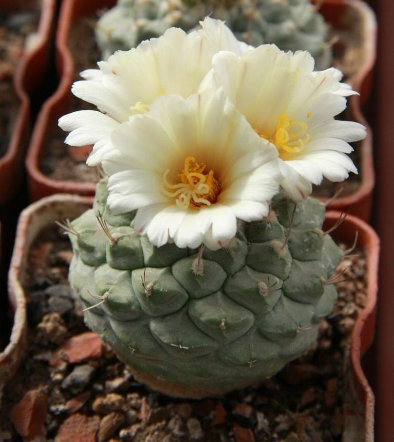 Strombocactus disciformis subsp. jarmilae Quinta dos Ouriques