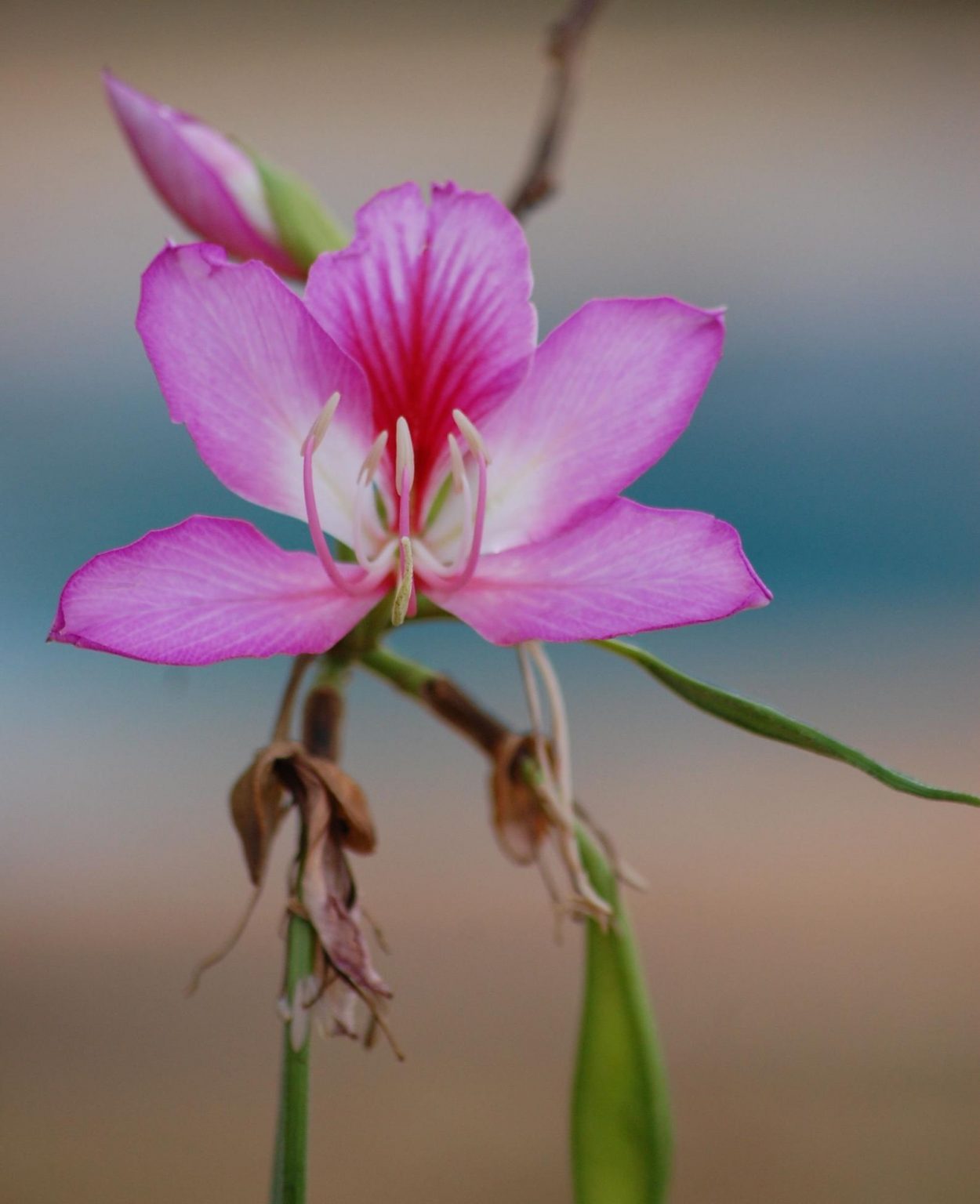 Bauhinia variegata Pink Orchid Tree Quinta dos Ouriques