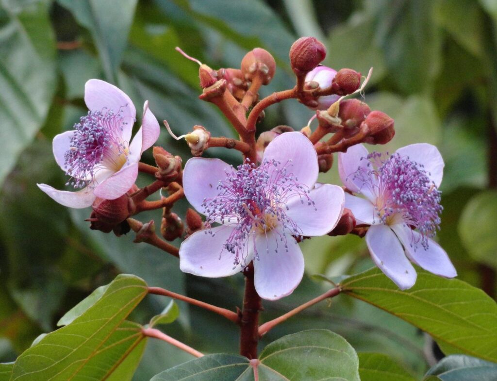 Bixa orellana Achiote, Annatto Quinta dos Ouriques