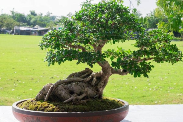 Ficus virens - White Fig - Image 5
