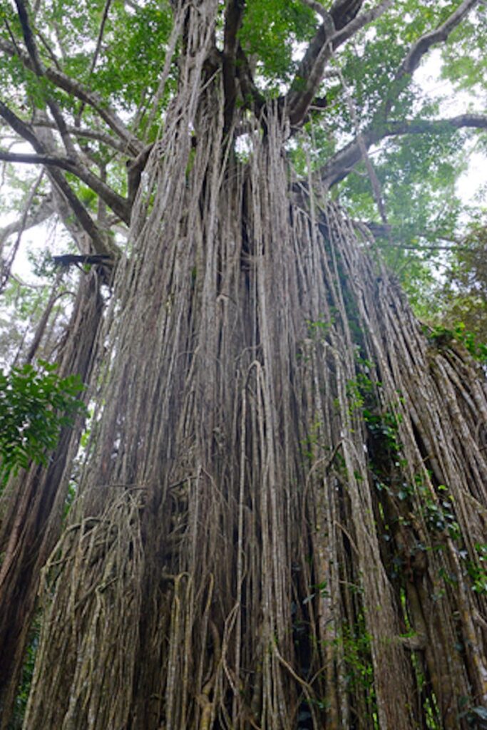 Ficus virens White Fig Quinta dos Ouriques