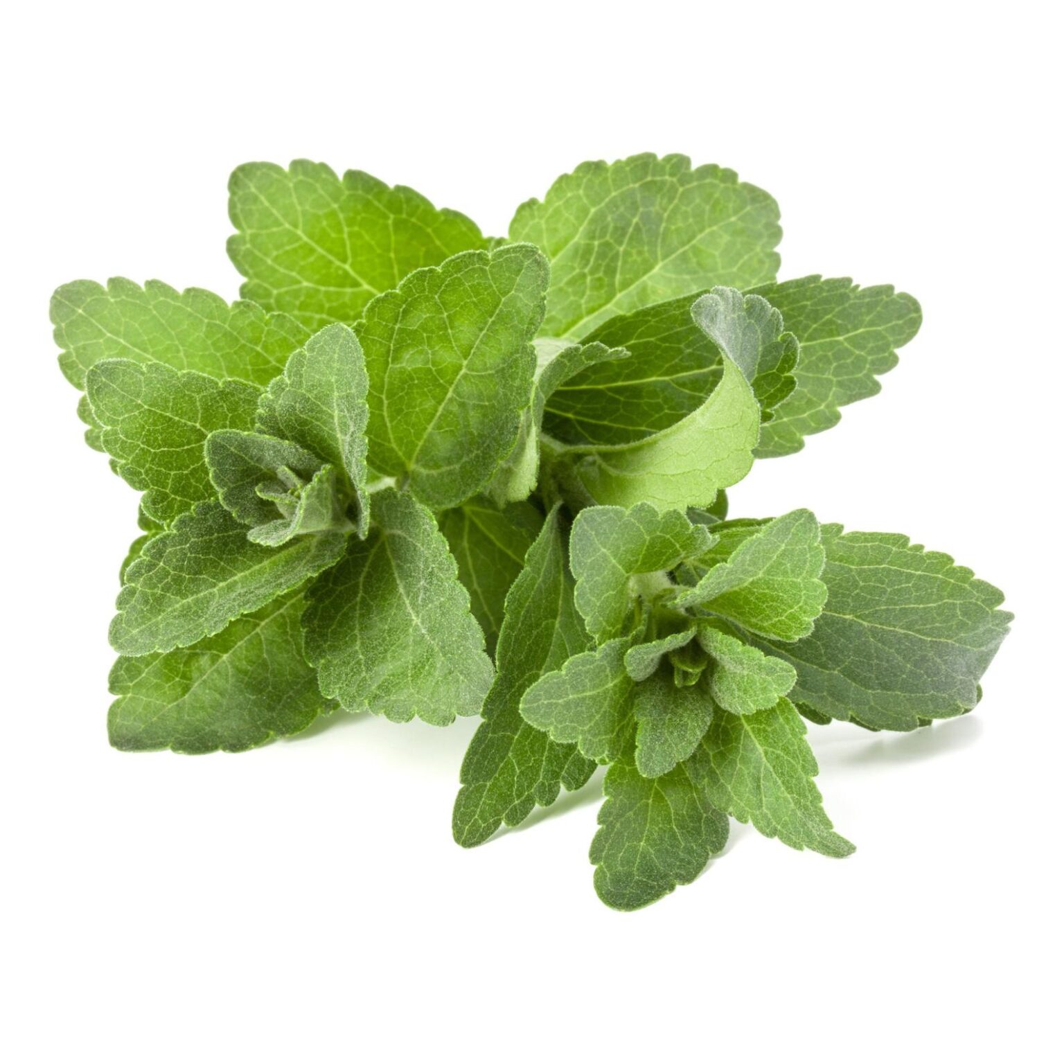 Stevia rebaudiana Candyleaf, Sweetleaf, Sugarleaf Quinta dos Ouriques