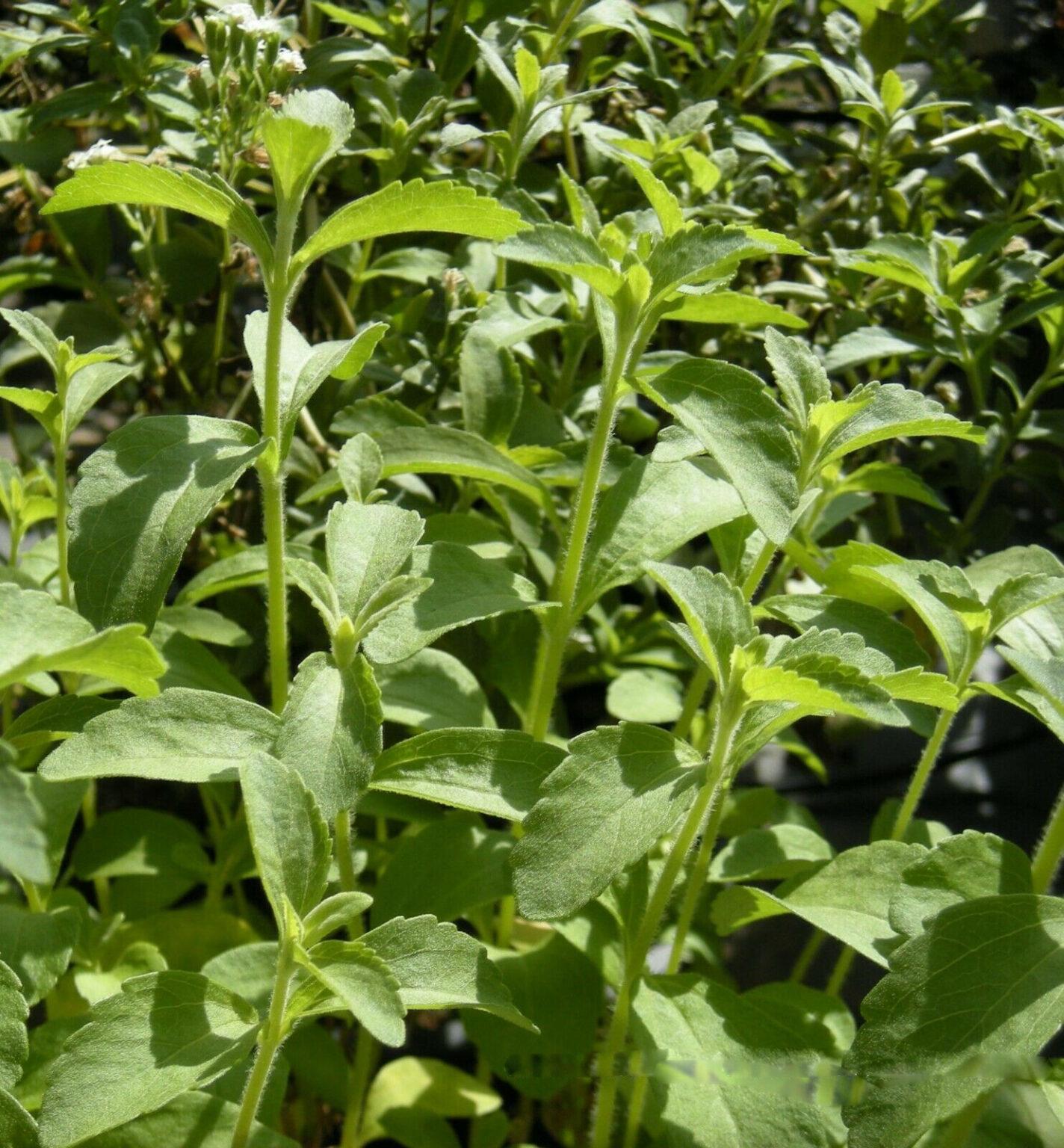 Stevia rebaudiana Candyleaf, Sweetleaf, Sugarleaf Quinta dos Ouriques