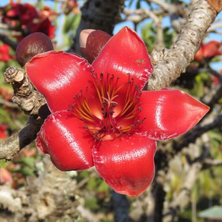 Bombax ceiba Red Cotton Tree, Silk Cotton Tree, Simal, Kapok, Bombax