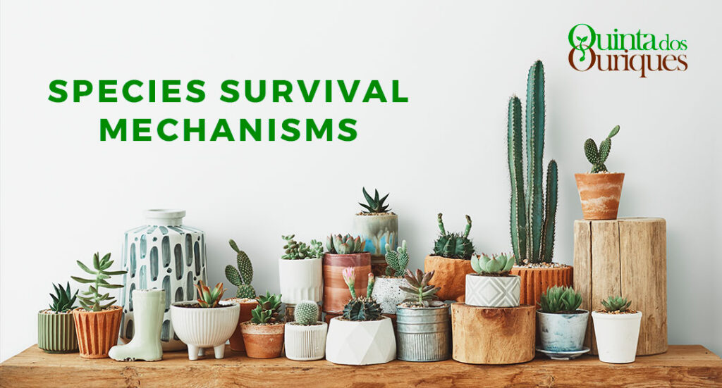 Quinta dos Ouriques Buy the Rarest Seeds in the World!