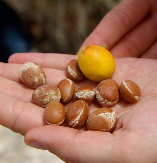 Argania Spinosa 2 grosses graines d' ARGANIER H245 ARGAN TREE SEEDS SEMILLAS Argania Spinosa 2 grosses graines d' ARGANIER H245 ARGAN TREE SEEDS SEMILLAS