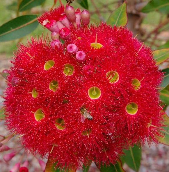 Australian  Native Corymbia Ficifolia "Red Flowering Gum" 5 Seeds