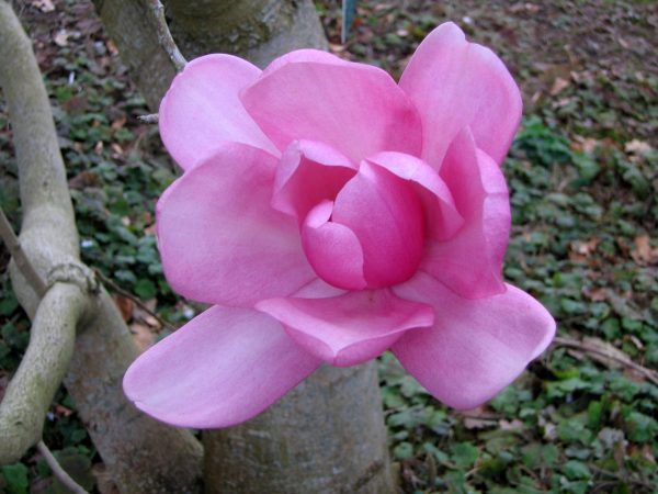 Magnolia campbellii - Magnolia campbellii