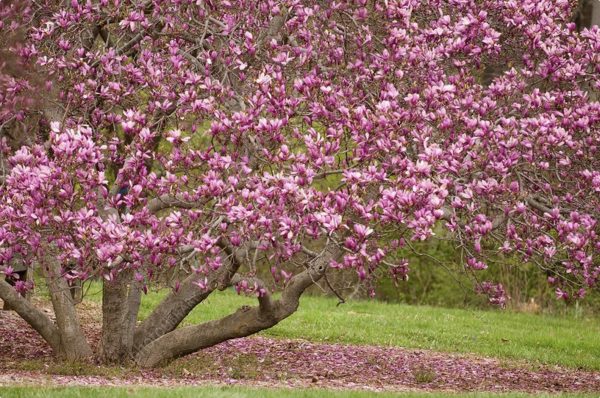 Magnolia campbellii - Magnolia campbellii - Image 2
