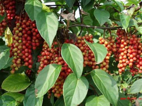 Schisandra Chinensis 30 Seeds wu-wei-zi 5 Flavor Cherry Magnolia Vine 