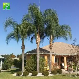 Syagrus romanzoffiana - Queen Palm