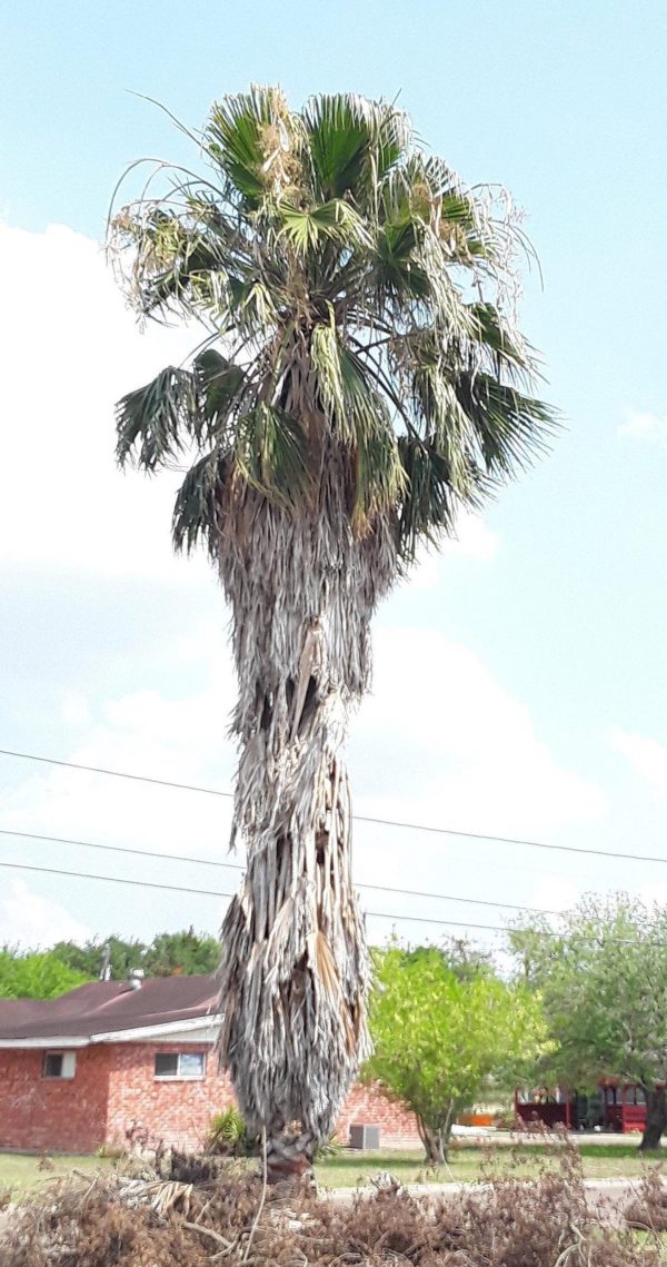 Syagrus romanzoffiana - Queen Palm - Image 2