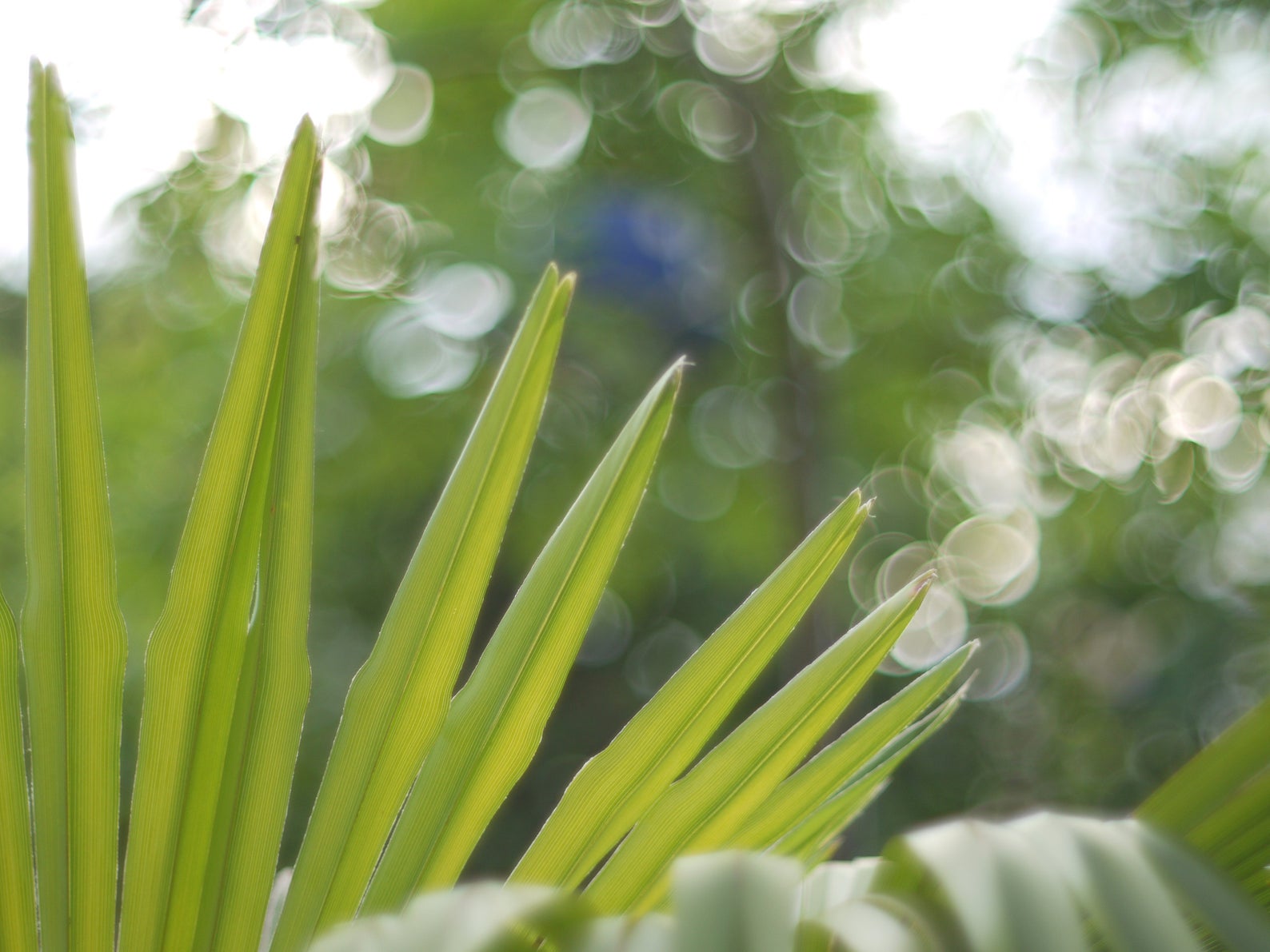 Trachycarpus fortunei Naini Tal - Chusan Palm - Quinta dos Ouriques 