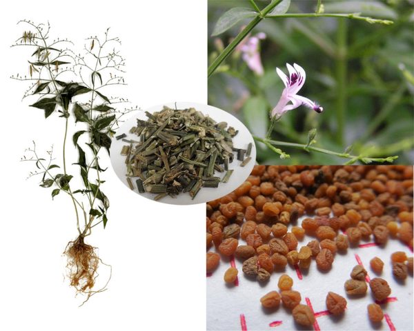 Andrographis paniculata / Justicia latebrosa / Justicia paniculata / Justicia stricta - Indian Echinacea, Bhunimba, Bidara, Carmantina, Chiretta, Chuan xin lian, Creat, Indian Echinacea, Kalmegh, Kariyat, King of Bitters, Kirata, Nain Chanvandi, Takila, Vizra Ufar
