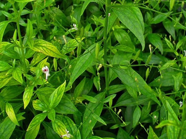 Andrographis paniculata / Justicia latebrosa / Justicia paniculata / Justicia stricta - Indian Echinacea, Bhunimba, Bidara, Carmantina, Chiretta, Chuan xin lian, Creat, Indian Echinacea, Kalmegh, Kariyat, King of Bitters, Kirata, Nain Chanvandi, Takila, Vizra Ufar - Image 5