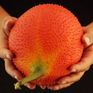 Momordica cochinchinensis - gac, gak, mini jackfruit, baby jackfruit