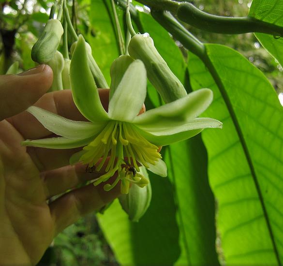 Passiflora macrophyllaTree Passion Flower5 Seeds Passiflora macrophyllaTree Passion Flower5 Seeds