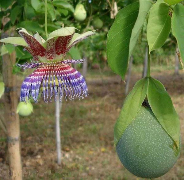 Passiflora Maliformis - Passion Fruit Apple, Passionflower Maracuja, Sweet Cave