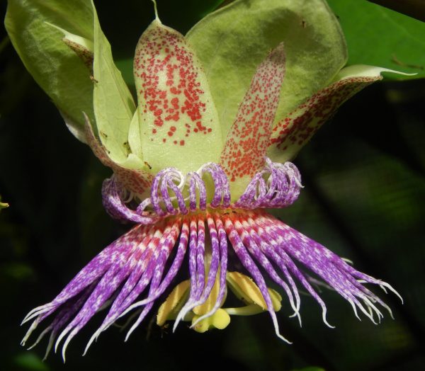 Passiflora Maliformis - Passion Fruit Apple, Passionflower Maracuja, Sweet Cave - Image 3