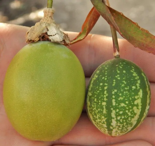 Passiflora Maliformis - Passion Fruit Apple, Passionflower Maracuja, Sweet Cave - Image 4