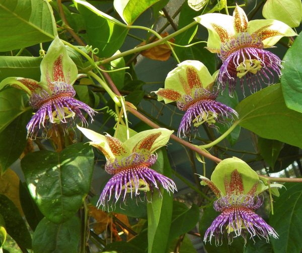 Passiflora Maliformis - Passion Fruit Apple, Passionflower Maracuja, Sweet Cave - Image 5
