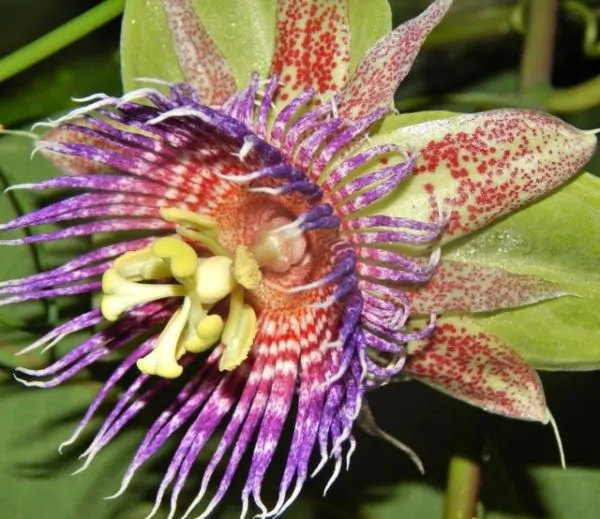 Passiflora Maliformis - Passion Fruit Apple, Passionflower Maracuja, Sweet Cave - Image 7