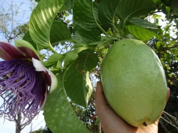Passiflora Maliformis - Passion Fruit Apple, Passionflower Maracuja, Sweet Cave - Image 8