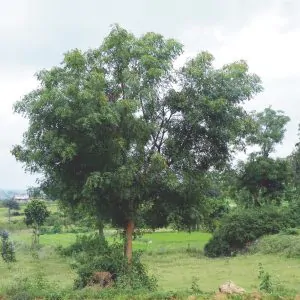 Azadirachta indica - Neem Tree