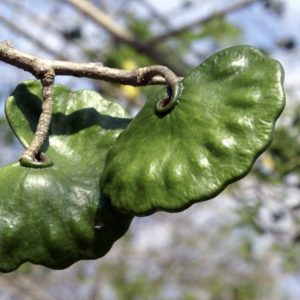 Enterolobium cyclocarpum - Elephant Ear Tree