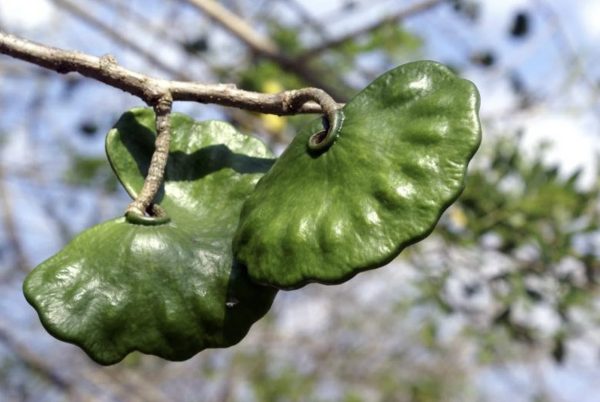 Enterolobium cyclocarpum - Elephant Ear Tree