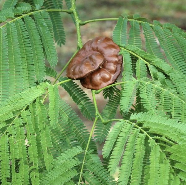 Enterolobium cyclocarpum - Elephant Ear Tree - Image 2