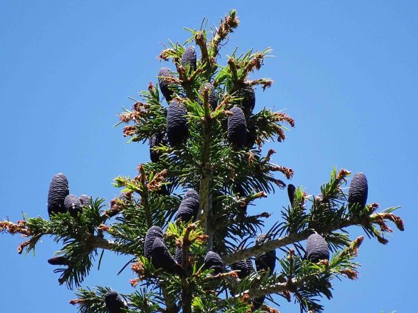 Abies pindrow - West Himalayan Fir - Image 2