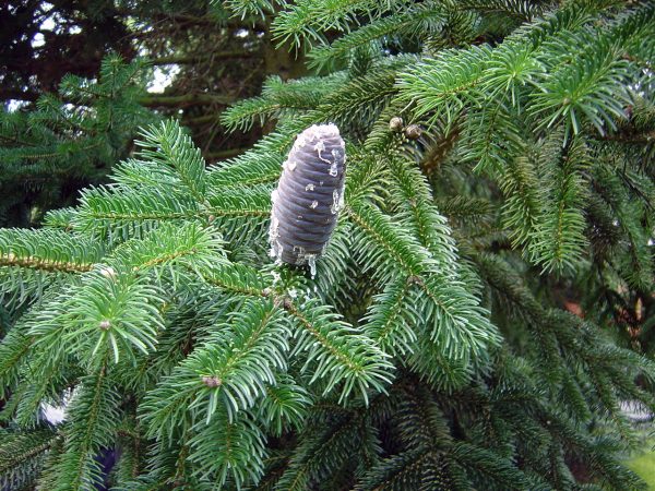 Abies pindrow - West Himalayan Fir - Image 3