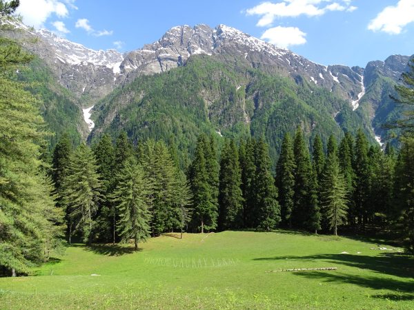 Abies pindrow - West Himalayan Fir - Image 7