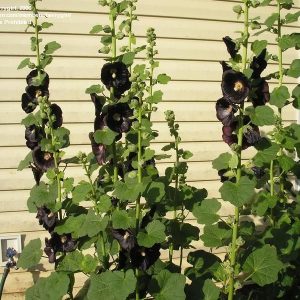 Alcea rosea Nigra - Hollyhock